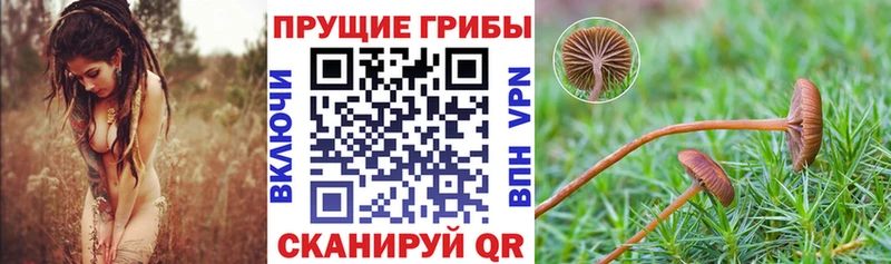 Псилоцибиновые грибы прущие грибы Жирновск